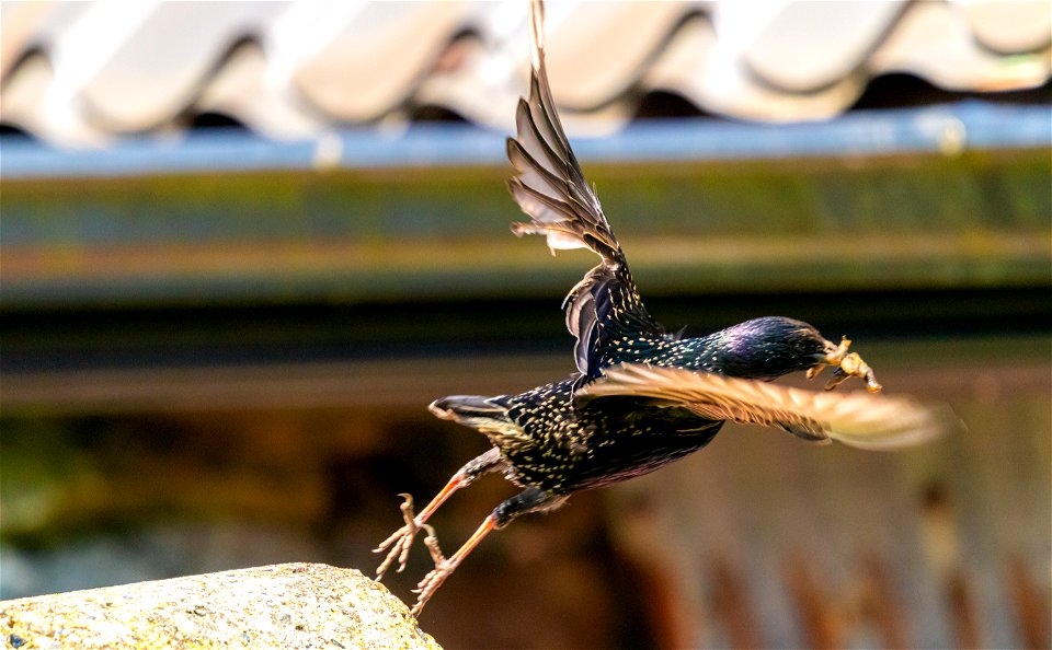 👮‍♂️ The Starling making his gateaway. . . 