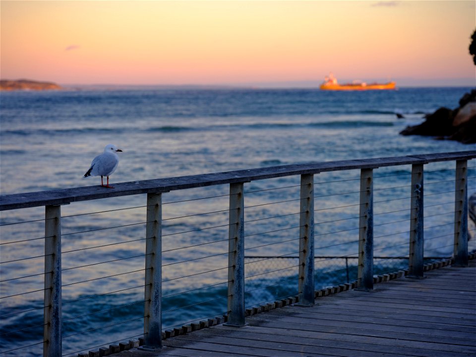 The Stubborn Seagull
