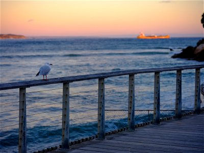 The Stubborn Seagull