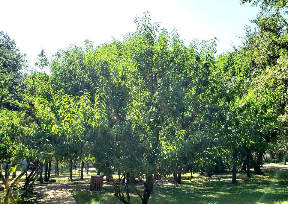 Peach tree