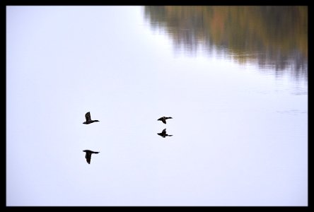 mallards on the go photo