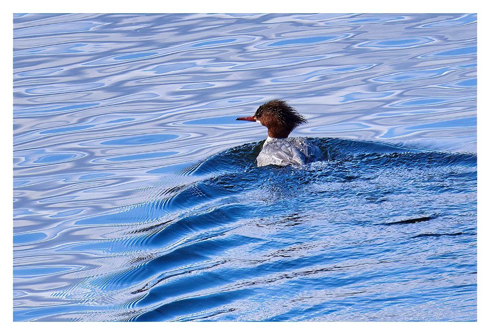 common merganser on ct river