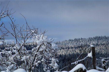 January under the snow in Jura