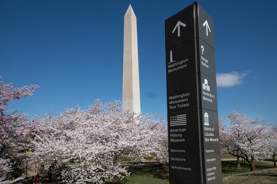 Cherry blossoms near the Tidal Basin