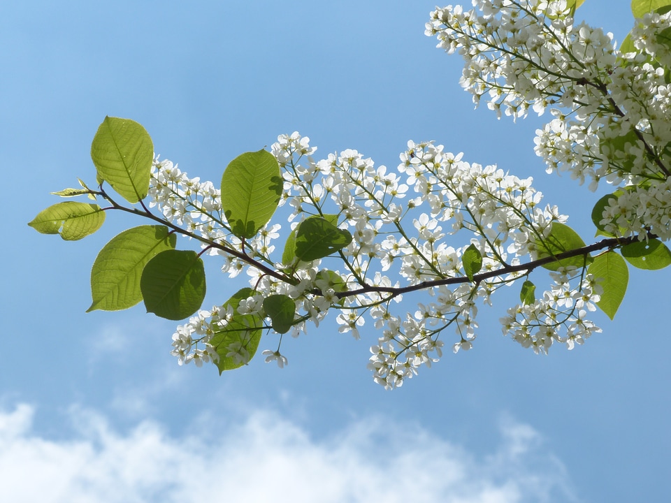 Green flowers prunus padus