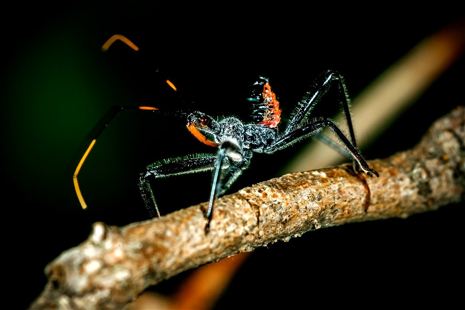 Wheel Bug Nymph