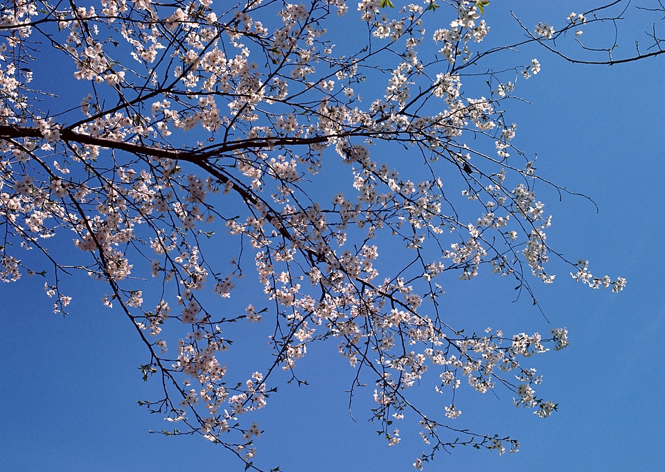 Japanese cherry tree and blue sky