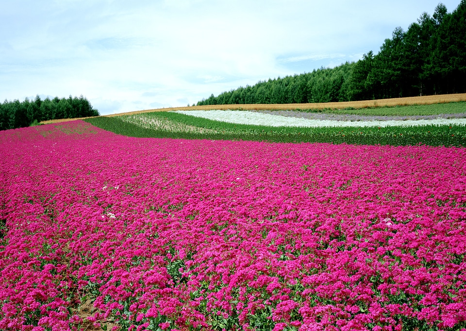 Pink flower in garden