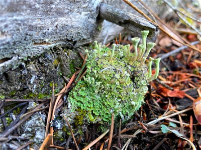 pixie cup lichen photo