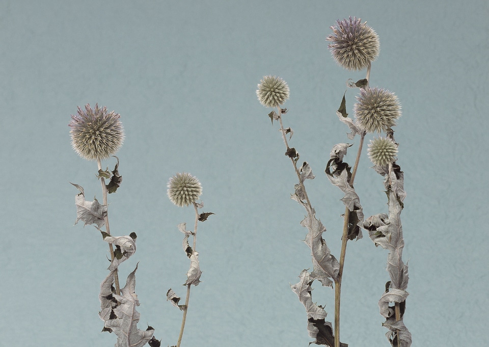 Dried Tall stylish flower
