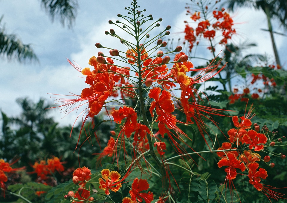 Red flower in feild