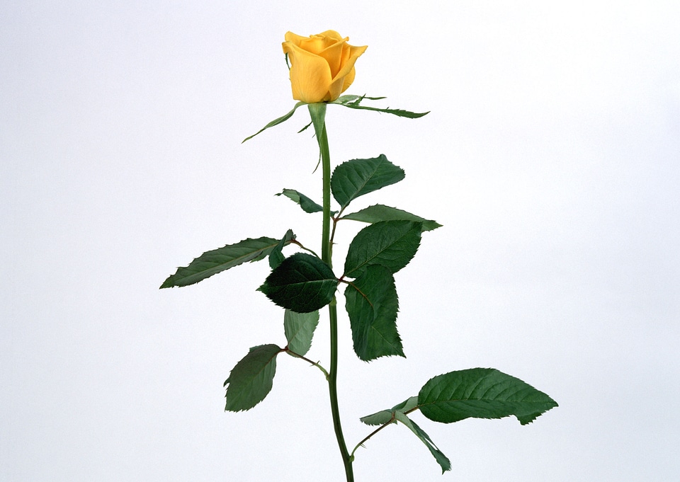beautiful yellow rose