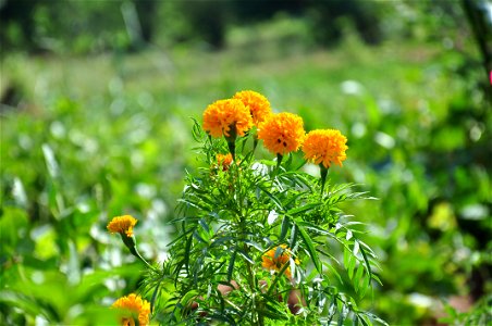 Marigold flower photo