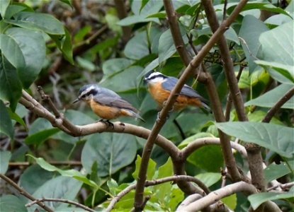 Red-breasted Nuthatch