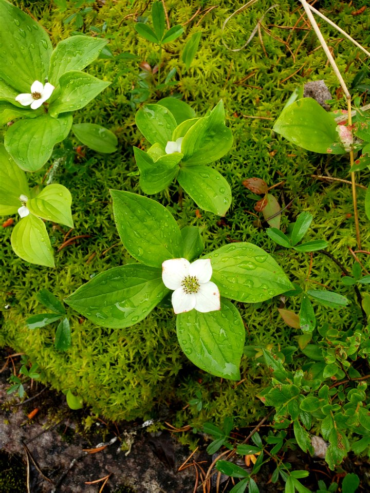 Canadian dwarf cornel