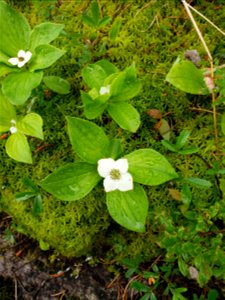 Canadian dwarf cornel photo