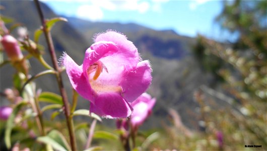 cactus flower, North Potosi, Bolivia