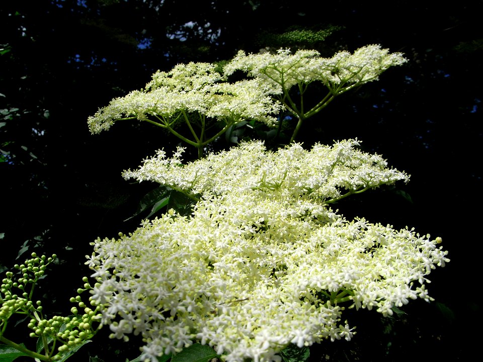 Vegetation