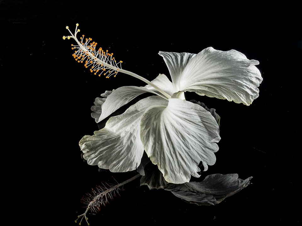 Flower white marshmallow
