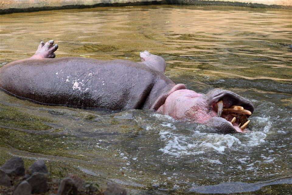Hippopotamus amphibius