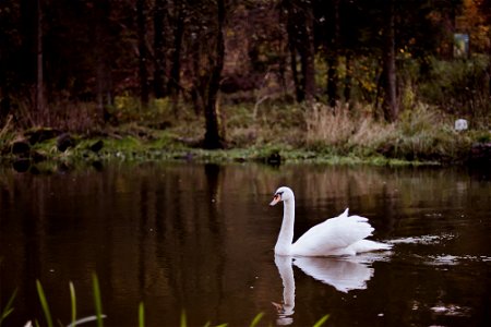 Autumn swan photo