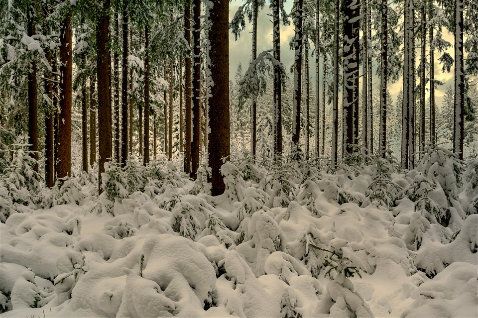 Winter im Hochschwarzwald