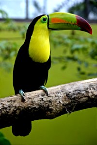 Black and Green Toucan on Tree Branch photo