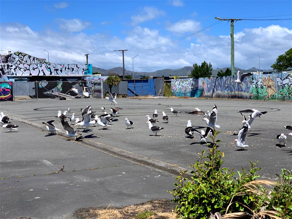 Seagulls' frenzy over French fries