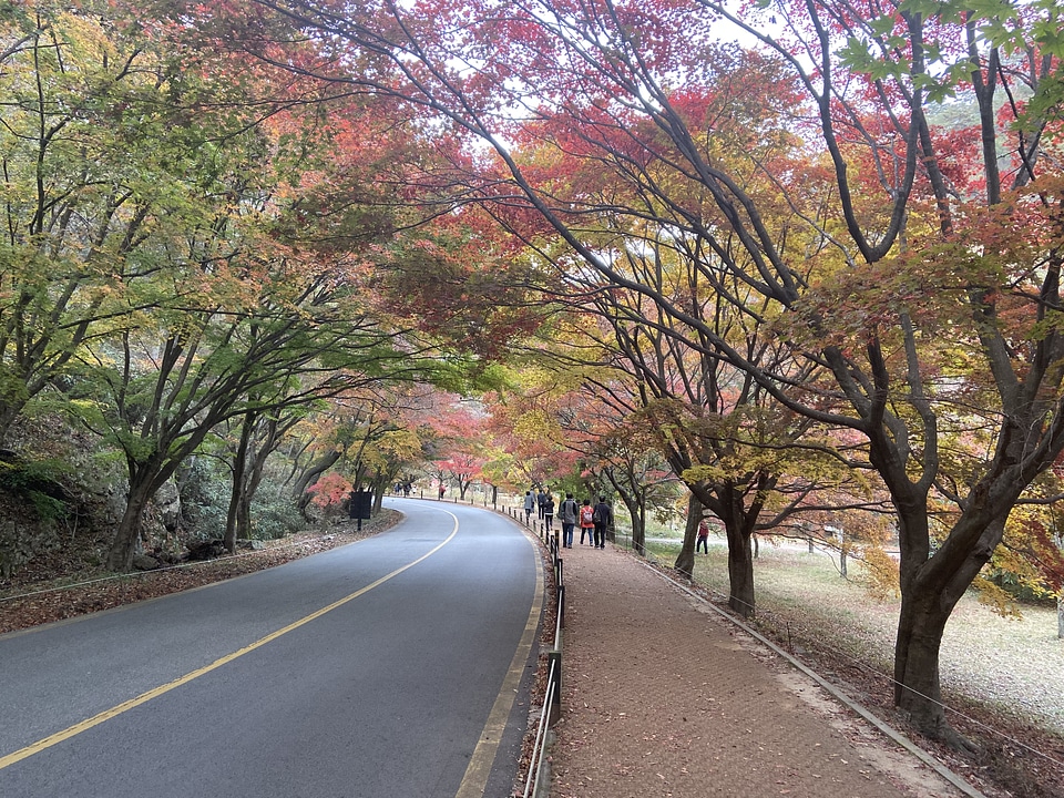 Fall Foliage Naejangsan National Park