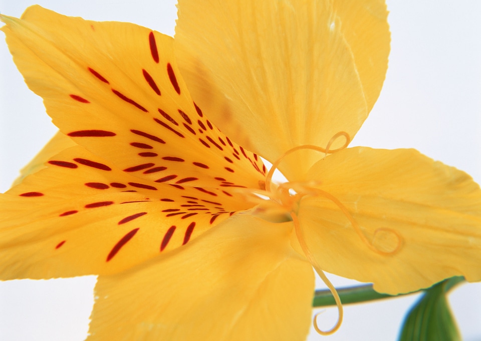 Beautiful orange liliy