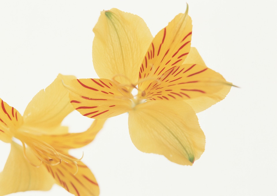 Beautiful orange lilies