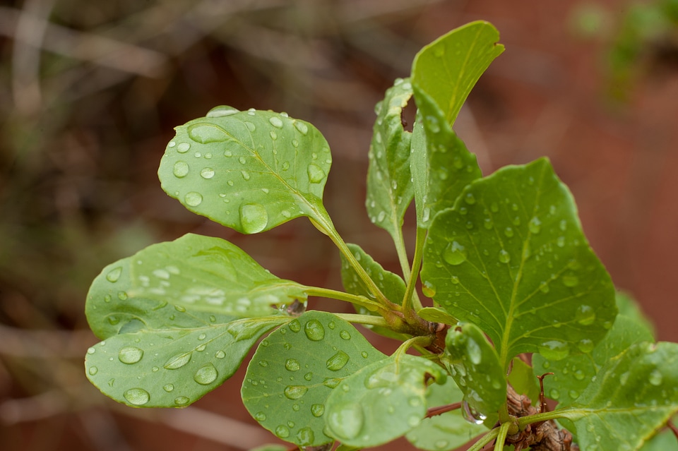waterdrop on Singleleaf Ash