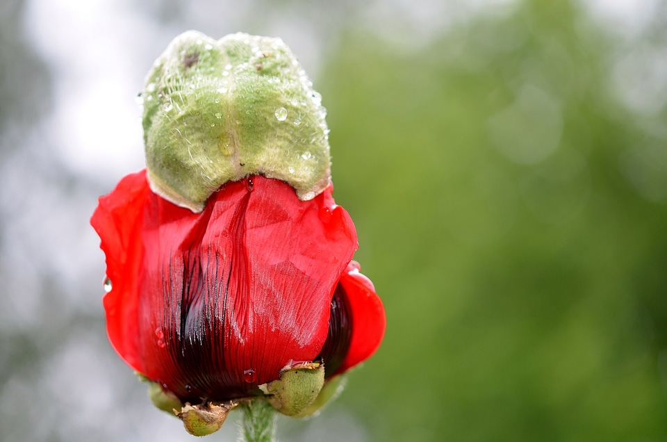 Nature naked stalks poppy red