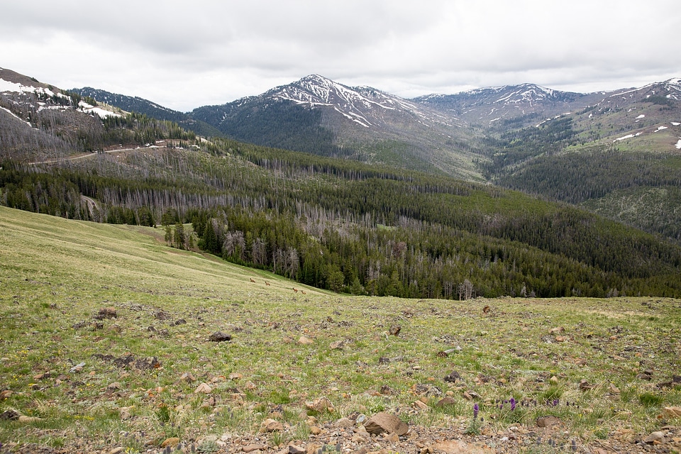 Mount Washburn, Yellowstone National Park