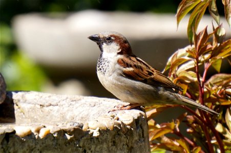 House Sparrow | Male