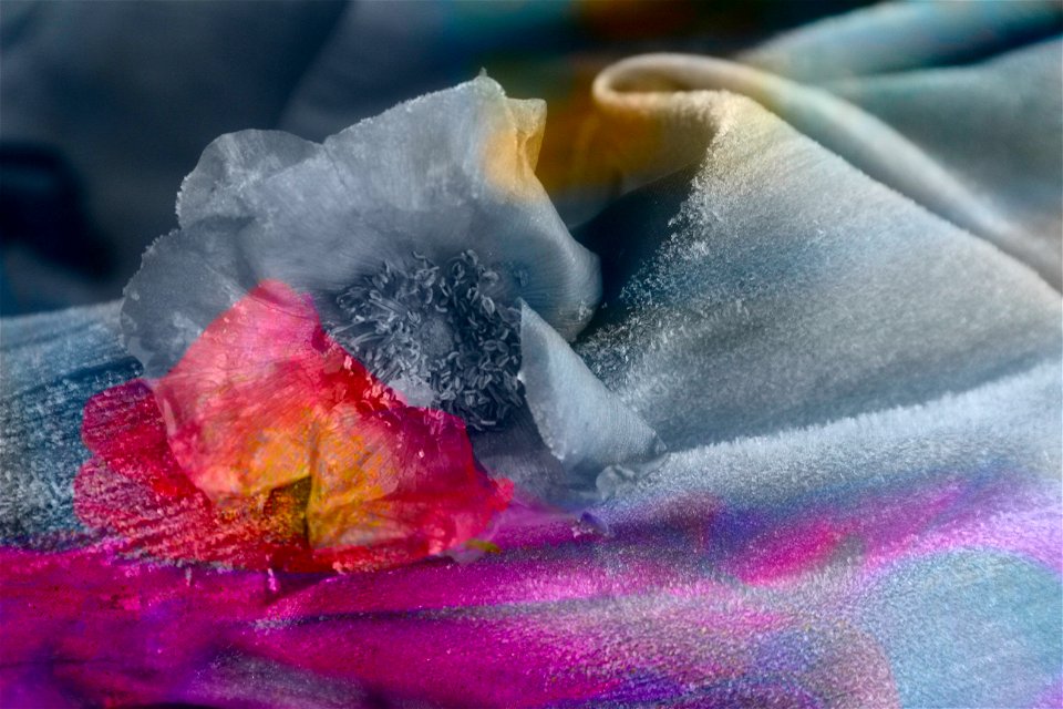 Frozen flower in lilac and gray photo