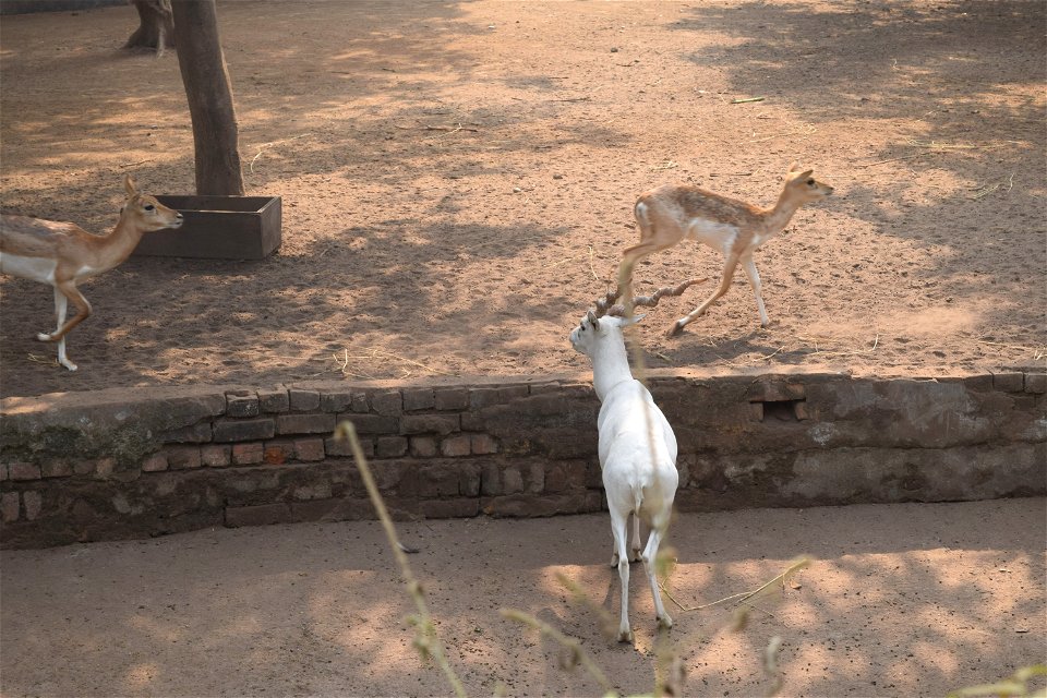 Antilope cervicapra - Male