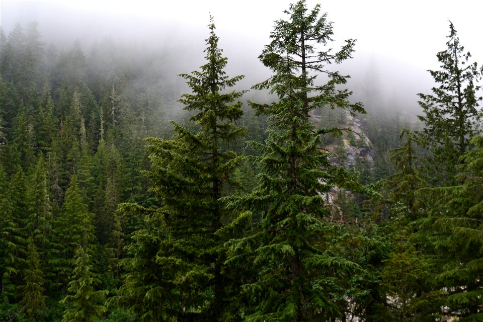 Lush Forests (2)