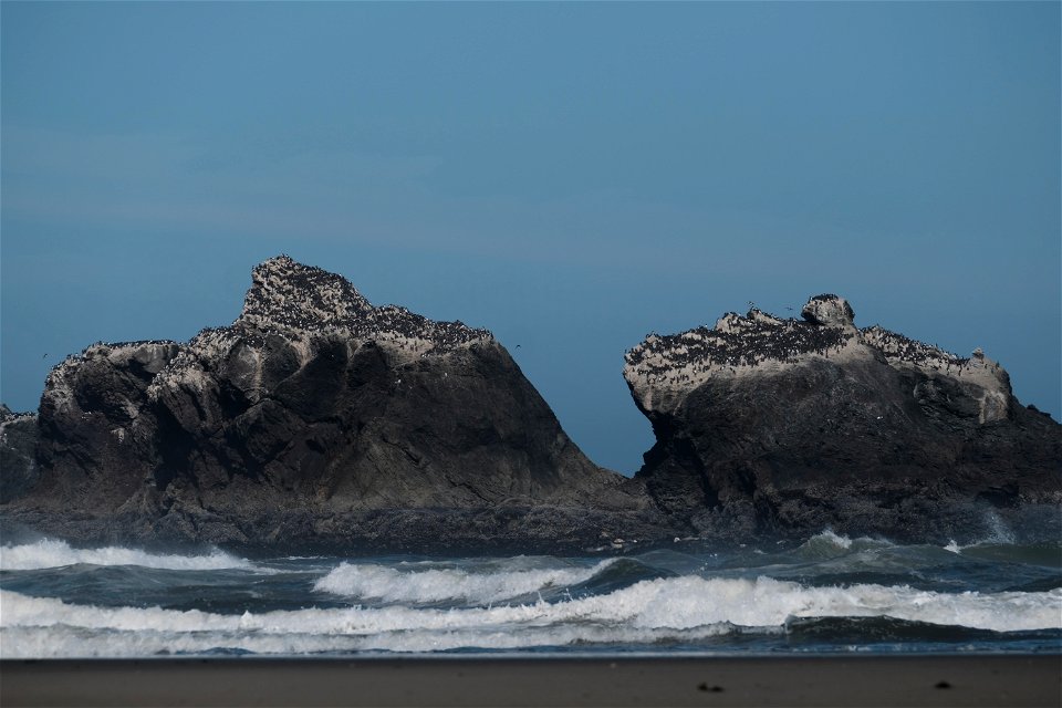Common Murres, Ha somewhere in OR May 2021