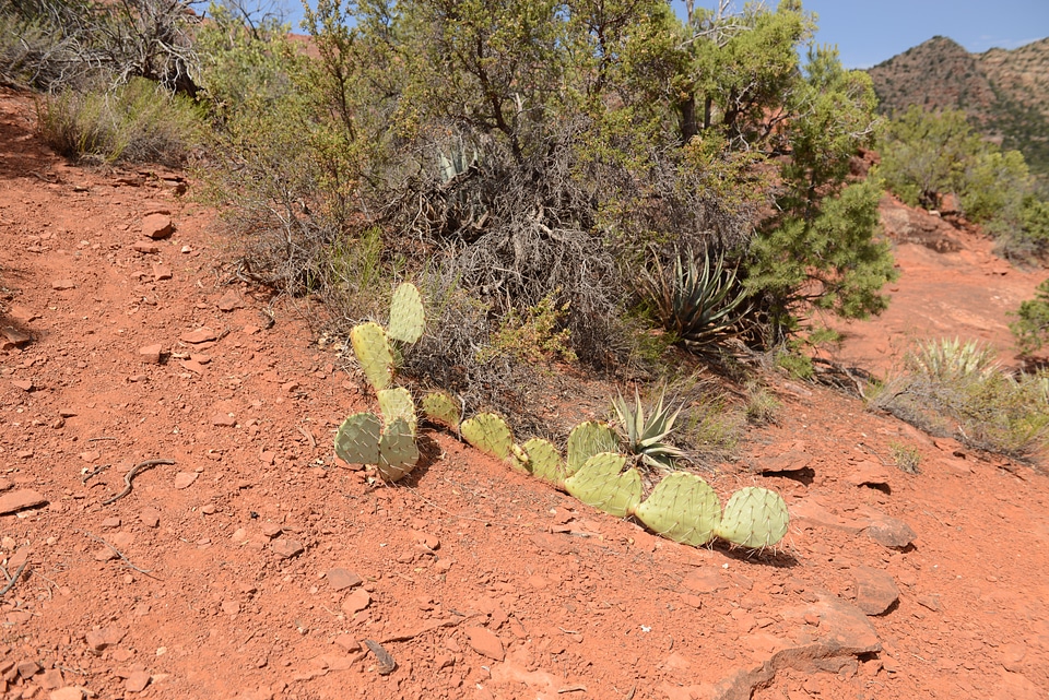 Sedona area landscape with red sandstone cliffs and cacti