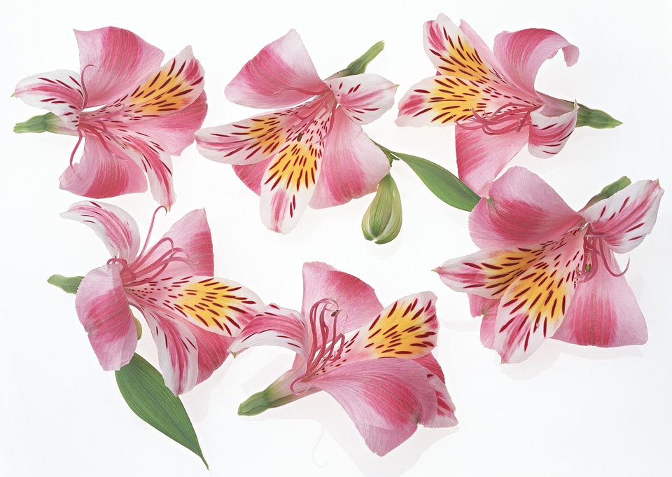 Pink lily flower pattern
