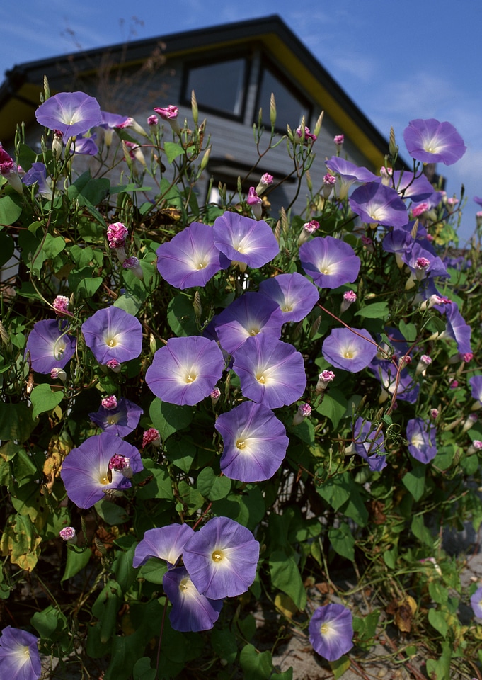 purple morning glory in garden