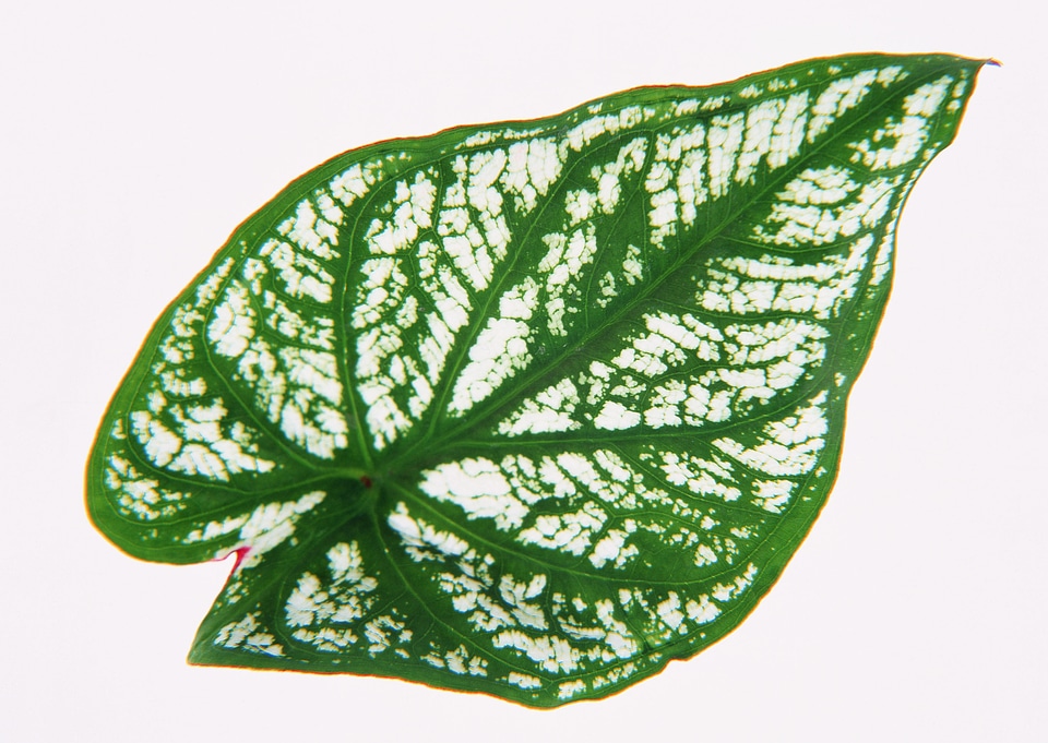 Dieffenbachia green plant on day white background
