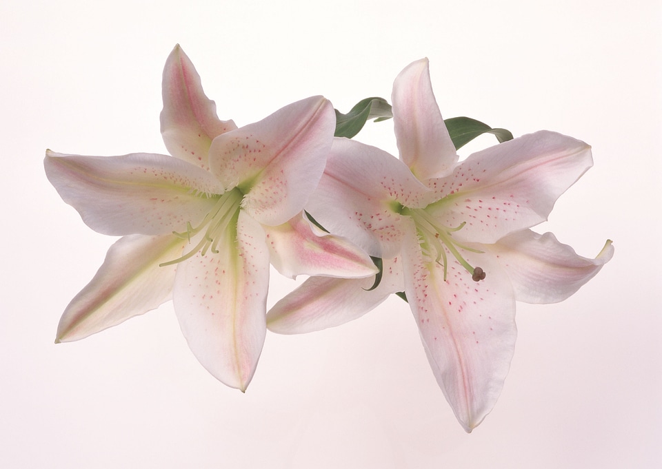 Two pink lily flowers