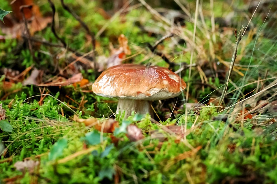 DSC_0068
