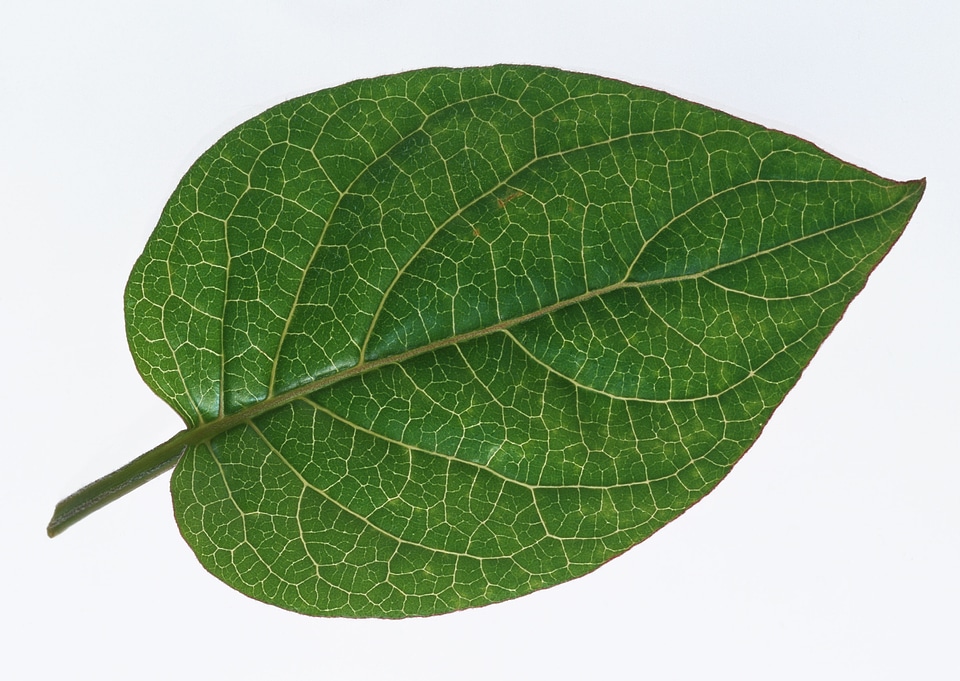 One green leaf isolated on white background