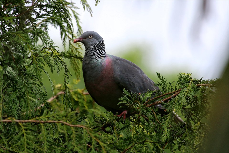 Trocaz Pigeon, Monte Palace Tropical Garden, Madeira