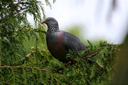 Trocaz Pigeon, Monte Palace Tropical Garden, Madeira