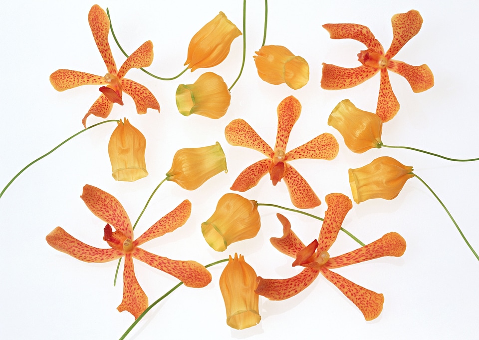 Dry flower and petals isolated