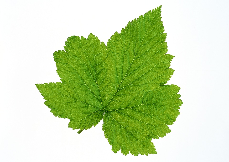 brightly green maple leaf isolated on a white background